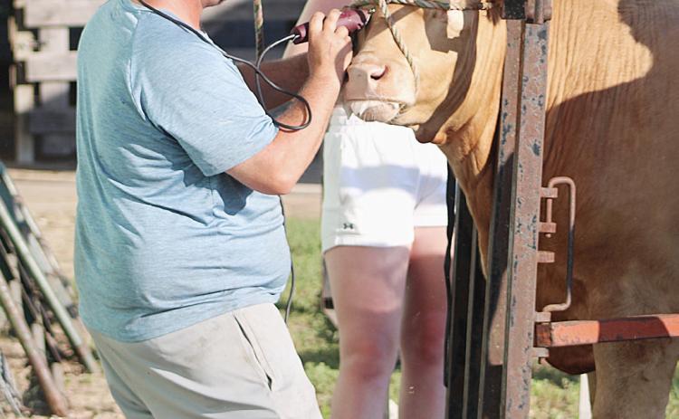 The barns and grandstand were already buzzing with activity on Monday, the first day of events at this year’s Gladwin County Fair.