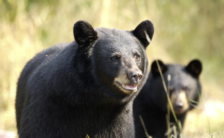 Hungry black bears are emerging from their winter dens and can smell bird seed and the grease on a backyard grill from a mile away.