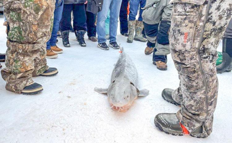 The 2026 lake sturgeon fishing season on Black Lake in Cheboygan County, Michigan, will begin at 8 a.m. Saturday, Feb. 7.