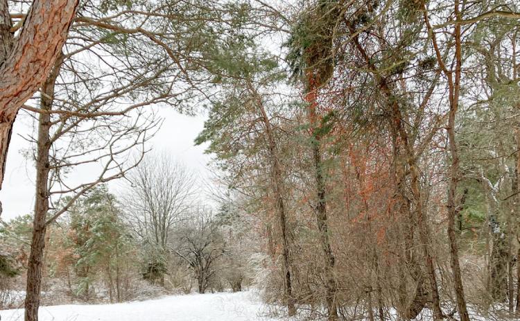 North Park Winter Wonderland opens to the public in January