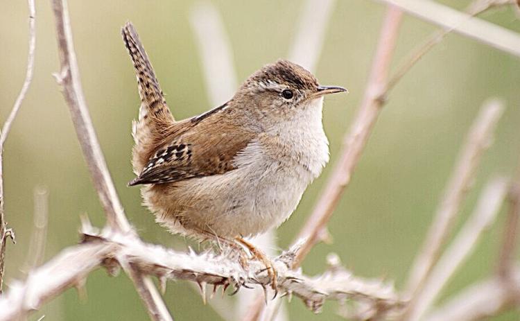 Marsh Wren