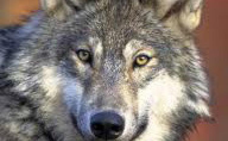 Gray wolf. U.S. FISH &amp; WILDLIFE SERVICE