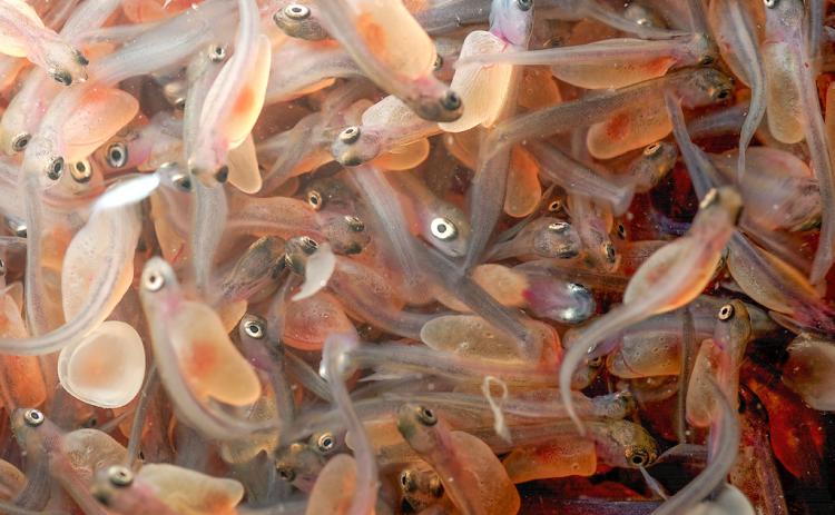 Approximately 4.2 million steelhead eggs were collected during spring 2026 for Michigan’s state fish hatcheries.