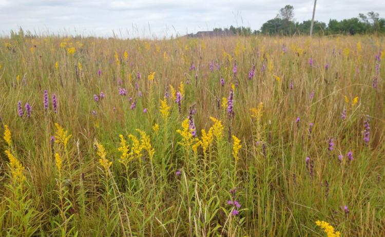 Prairies with many wildflowers are good habitat for pollinators and other wildlife species. RUTH THORNTON