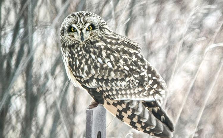 Short-eared Owl