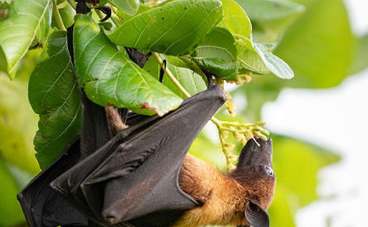 How to Remove Bats From Your Home