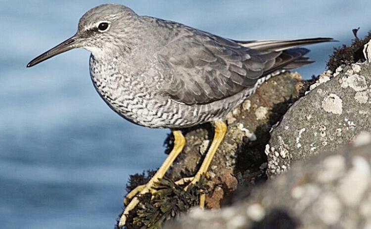 Wandering Tattler