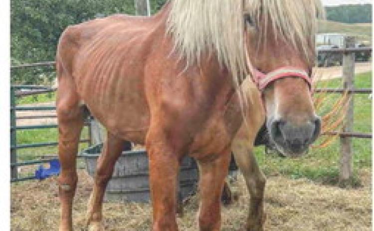 Presque Isle County man arraigned after DNR discovered 85 abused, abandoned animals