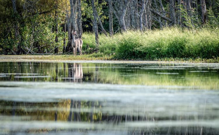 The water of the Looking Glass River reflects the blue sky, green shoreline grasses and a healthy white-tailed deer standing on the riverbank. This is one type of habitat where EHD outbreaks may occur.