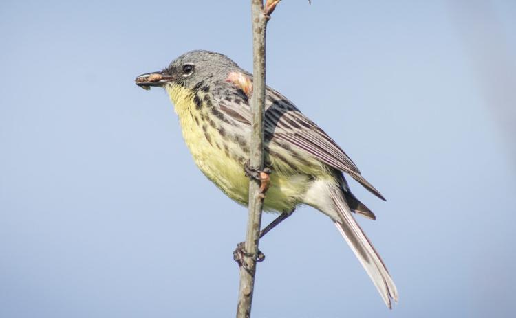 Kirtland’s warbler