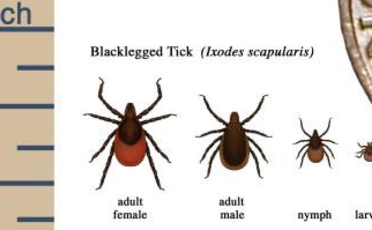 Prevent tick bites this  season and stay safe
