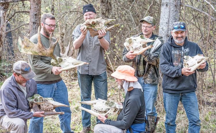Moose lessons: What they can teach us about human aging