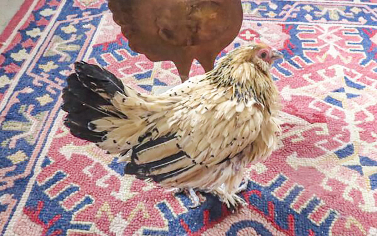 The life of Peanut: Inside the story of the world’s oldest living ...
