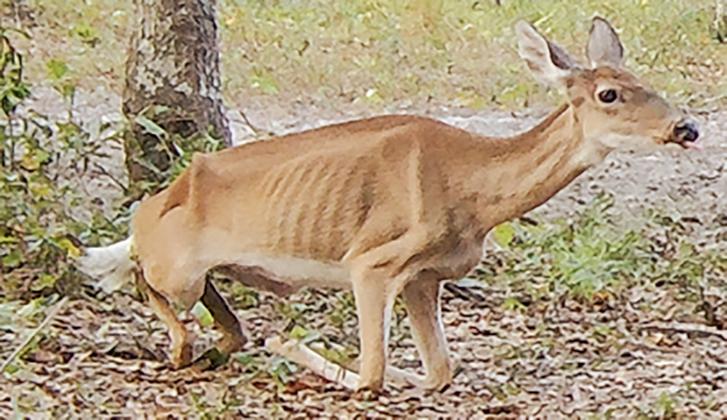 Deer with chronic wasting disease. UNIVERSITY OF FLORIDA