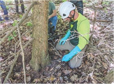 Certified pesticide applicators prepare to inject an infested hemlock tree with pesticide.Inset photo, The Michigan Invasive Species Grant Program 2023 handbook cover.