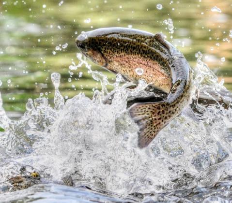 Regulation changes for inland trout, salmon and lake sturgeon now in effect