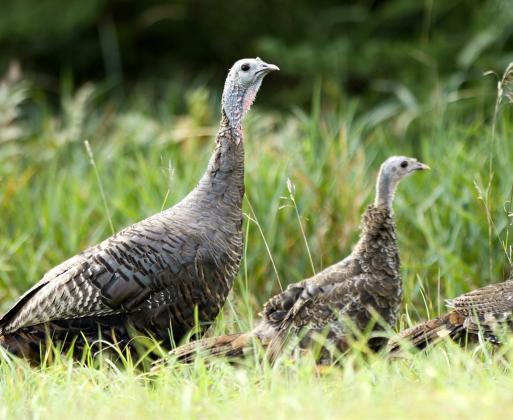 The Michigan Department of Natural Resources needs your help to tally wild turkeys this summer. Take just a few minutes to report any turkeys you see, July 1 through Aug. 31, and contribute valuable data to track the health of the state’s turkey population.