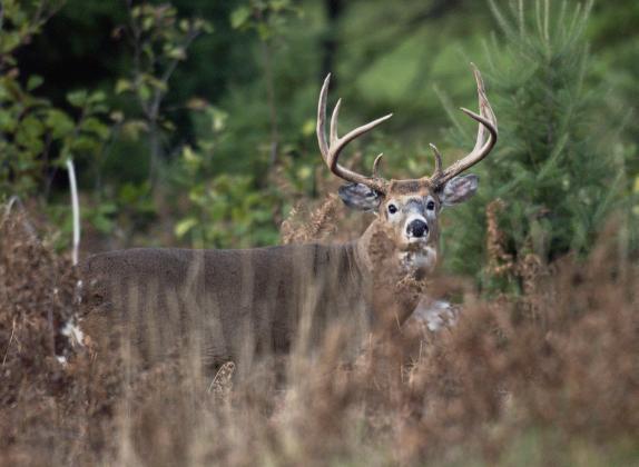2022 deer hunting season recap: Highlights from first year of required harvest reporting