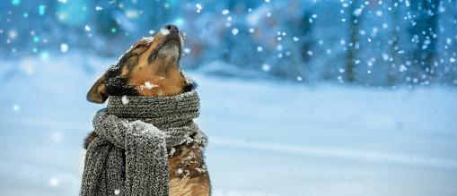 Animal shelter provides cold weather tips for animal care