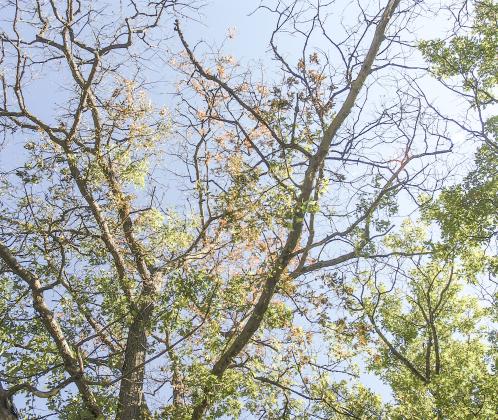 To keep oak trees healthy, delay pruning until mid-July