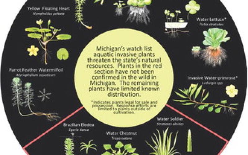 Summer is an important season for early detection of invasive species