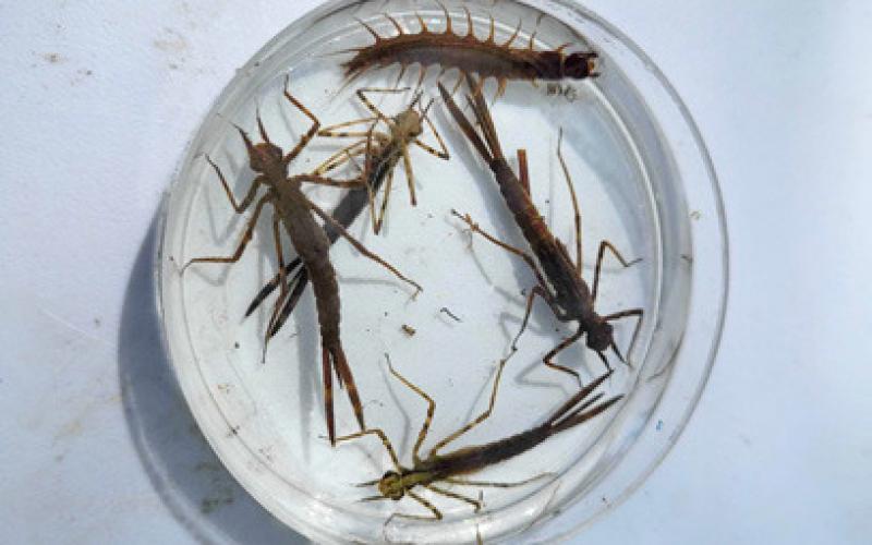 Citizen scientists return to the Cedar River for Spring Stream Sampling