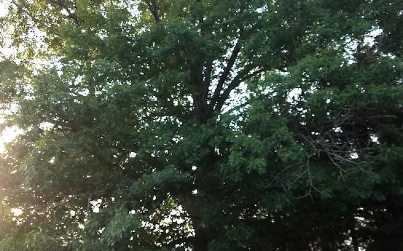Colleen Bock’s prize-winning Red Oak in Rhodes.