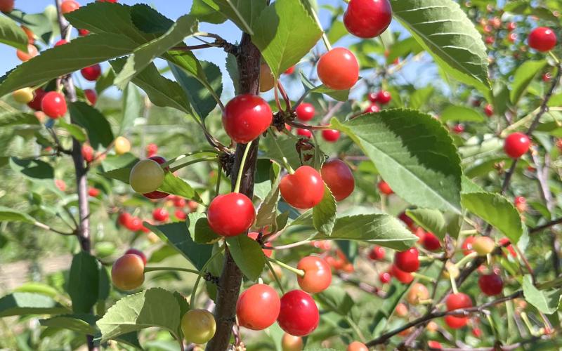 Michigan State University researchers sequenced the Montmorency tart cherry genome for the first time. This will have a major impact on all future tart cherry research and breeding efforts worldwide. Michigan is the nation’s leading producer of tart cherries. PHOTO PROVIDED BY CHARITY GOECKERITZ