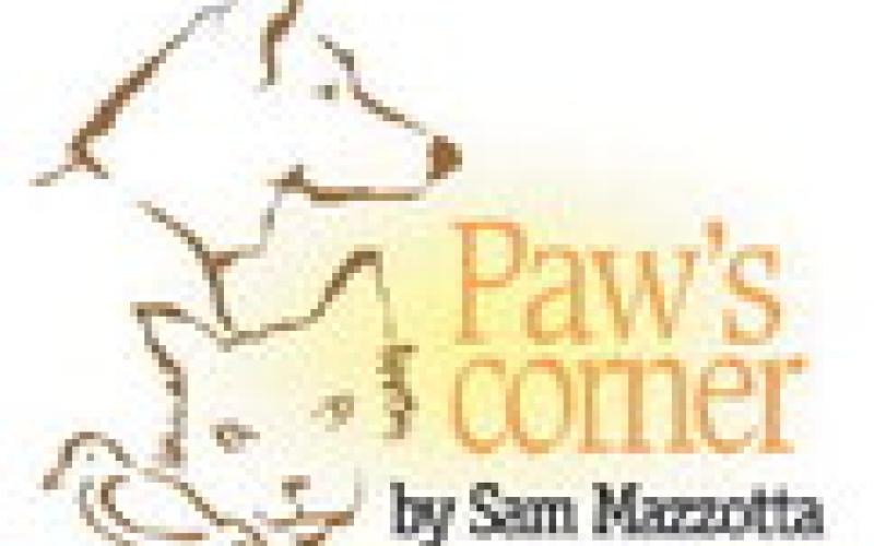 Preparing before a dog or cat is in distress