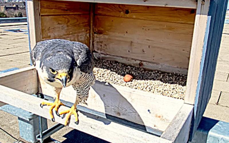 A peregrine falcon watches over two eggs in a nesting box atop Spartan Stadium. More eggs may be on the way.