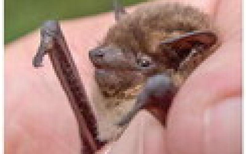 The bat removal process for homeowners