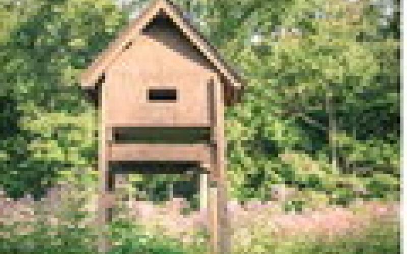 The bat removal process for homeowners