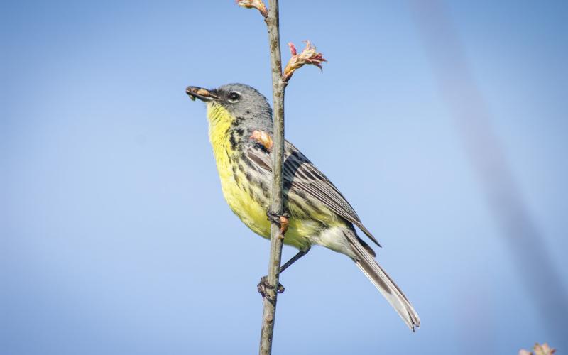 Kirtland’s Warbler
