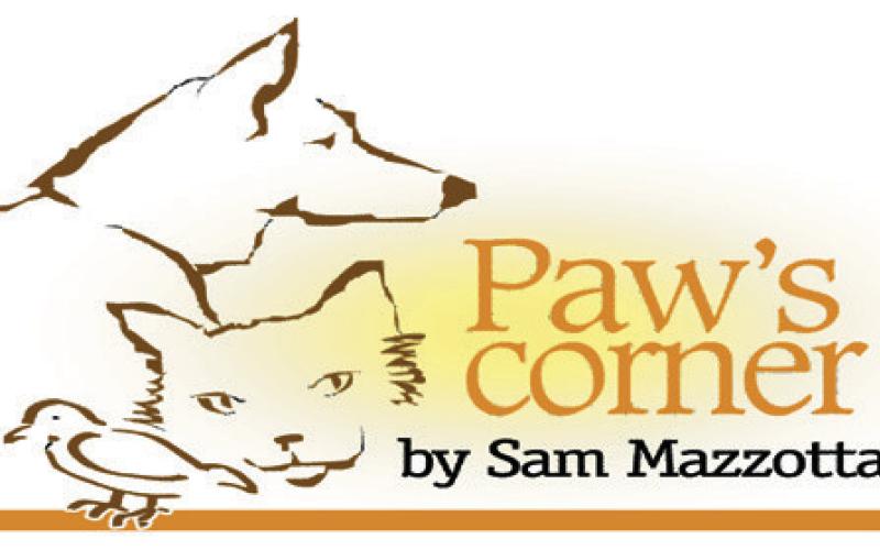 Dog’s driveway poop is a bone of contention for neighbors