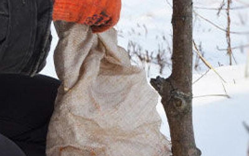 How to Cover &amp; Protect Young Trees in Winter