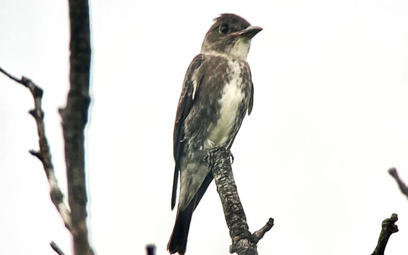 Olive-sided Flycatcher