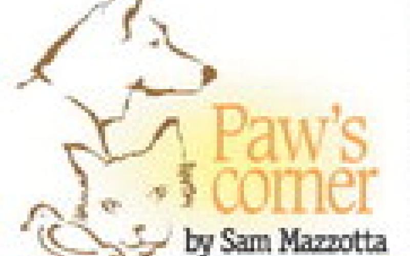 Holiday travel with a pet