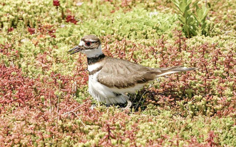 A killdeer on the green roof at the Ford Rouge Plant in Dearborn. DON RUSSELL, FORD MOTOR CO.