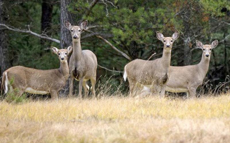 Deer hunting regulation changes: what you need to know for 2024