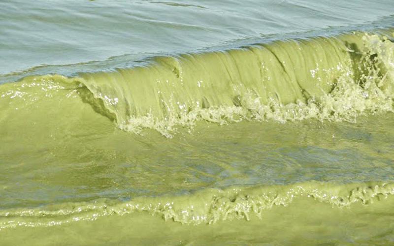 Since the 1990s, algae blooms have become increasingly common each summer in western Lake Erie. Blooms are caused by an overabundance of nutrients, namely phosphorus, that spills into the lake off farms. NATIONAL OCEANOGRAPHIC AND ATMOSPHERIC ADMINISTRATION