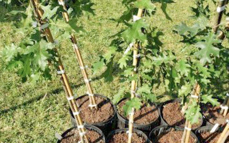 Apply for Michigan’s $100,000 tree planting grant program