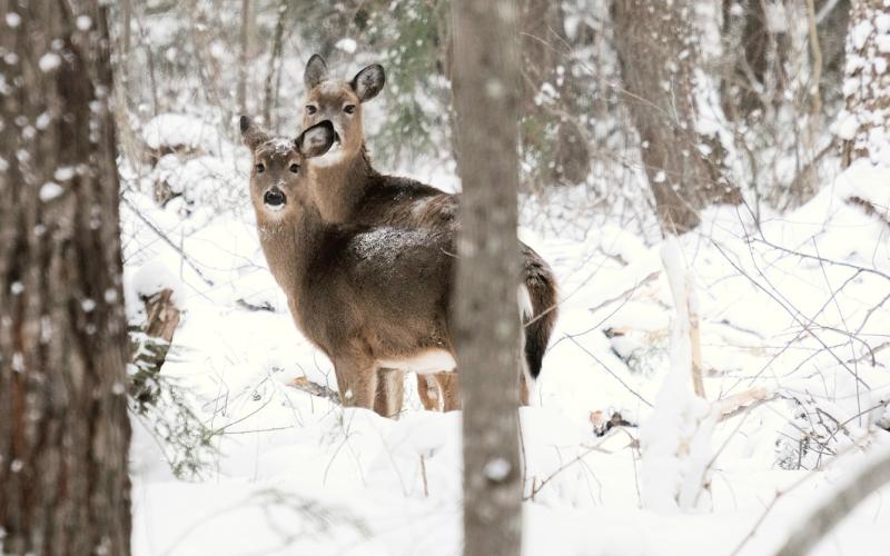 The Michigamme Highlands project includes the protection of 4,800 acres of deer wintering complex, which is critical for the survival of deer during the harsh UP winters.