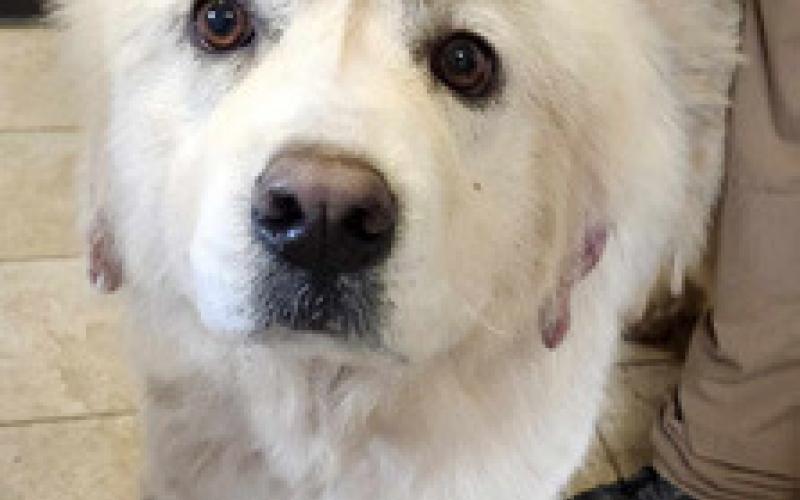 PET OF THE WEEK