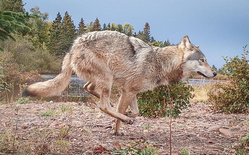 Wolves hit Isle Royale camps in search of food