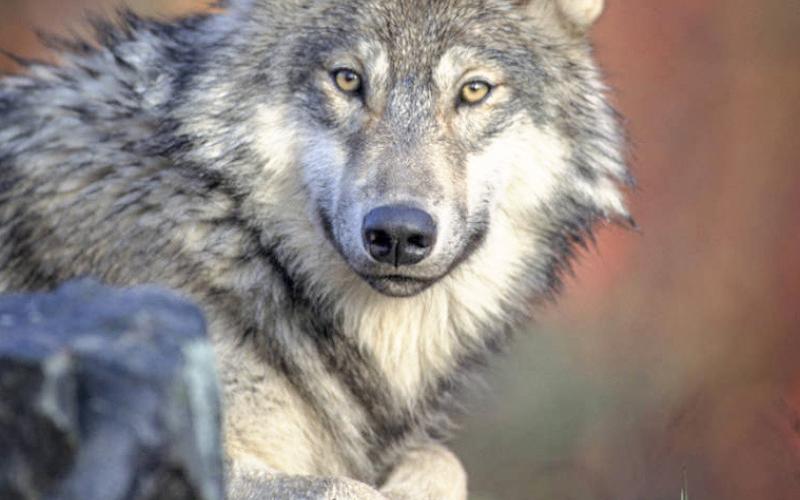 Latest DNR survey shows stable wolf population in Michigan
