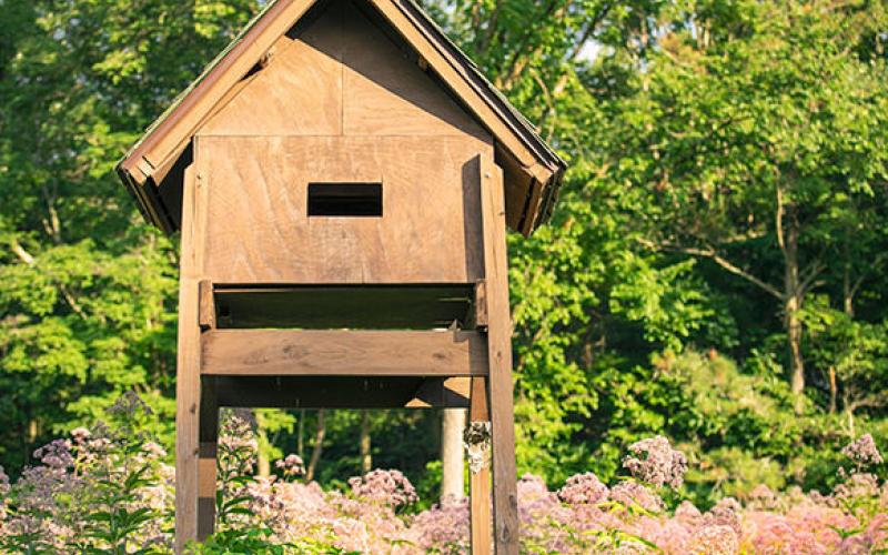 How to Remove Bats From Your Home