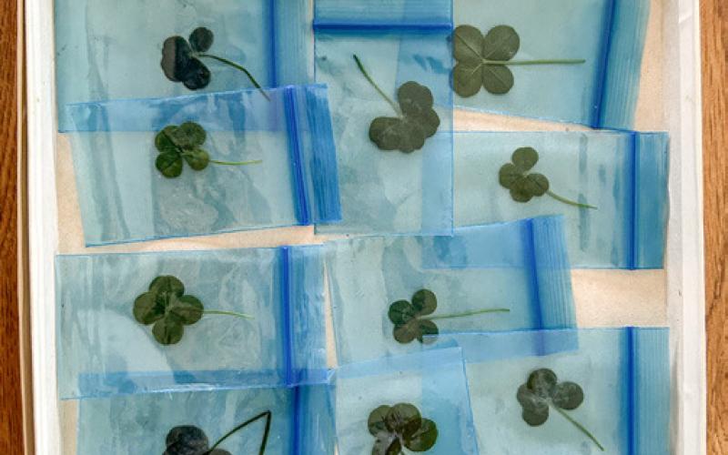 FOUR-LEAF CLOVER
