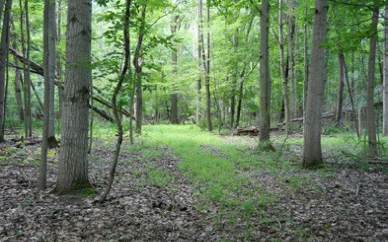 Little Forks Conservancy working to protect key riverfront property