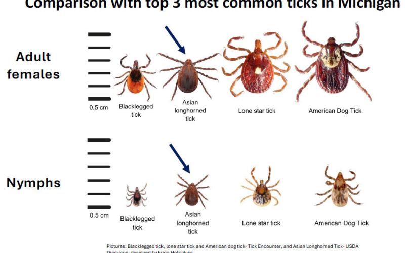 Asian longhorned ticks discovered in Berrien County