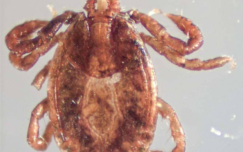 Asian longhorned ticks discovered in Berrien County